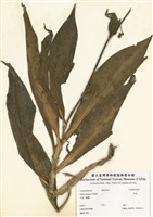 藏品(杜若)的圖片